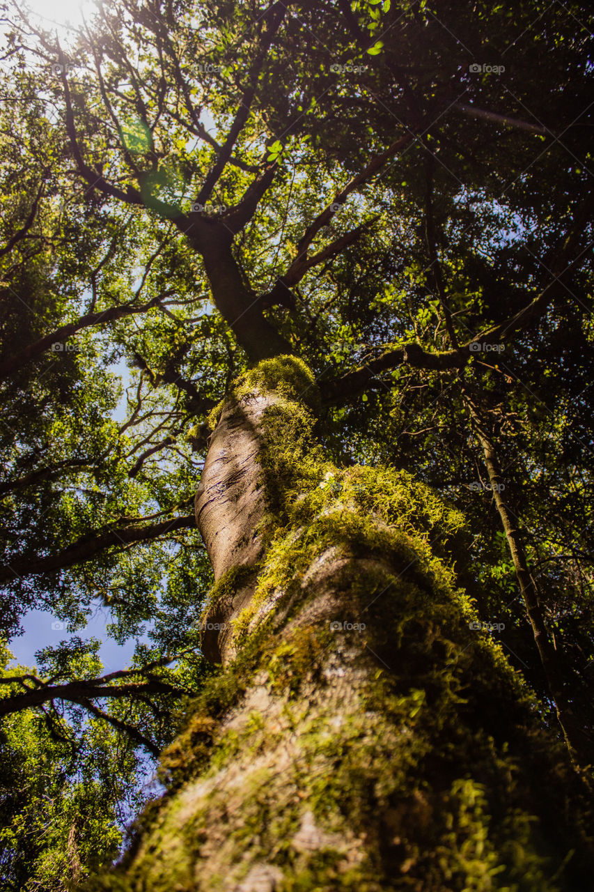 tree full of moss from right under