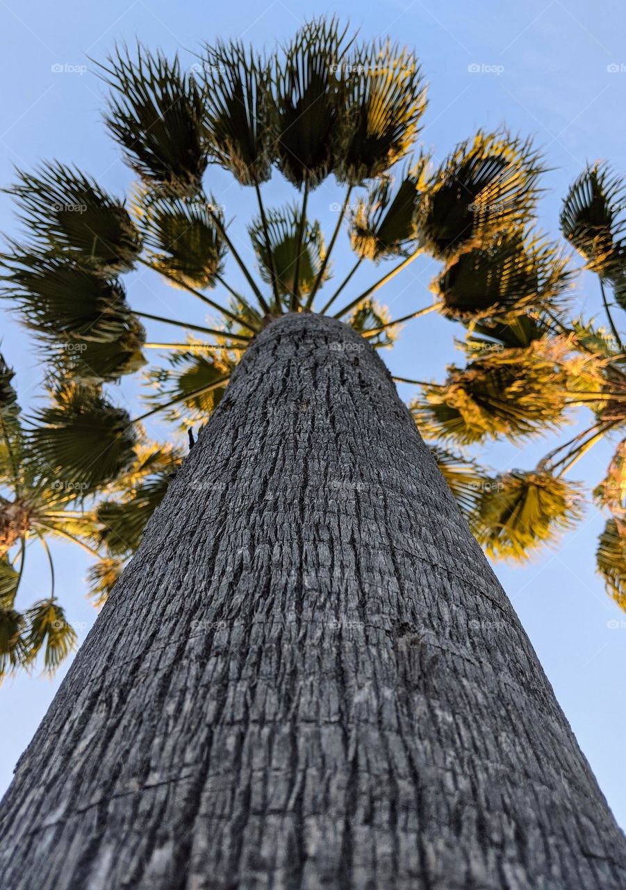 Palm Tree frog's perspective