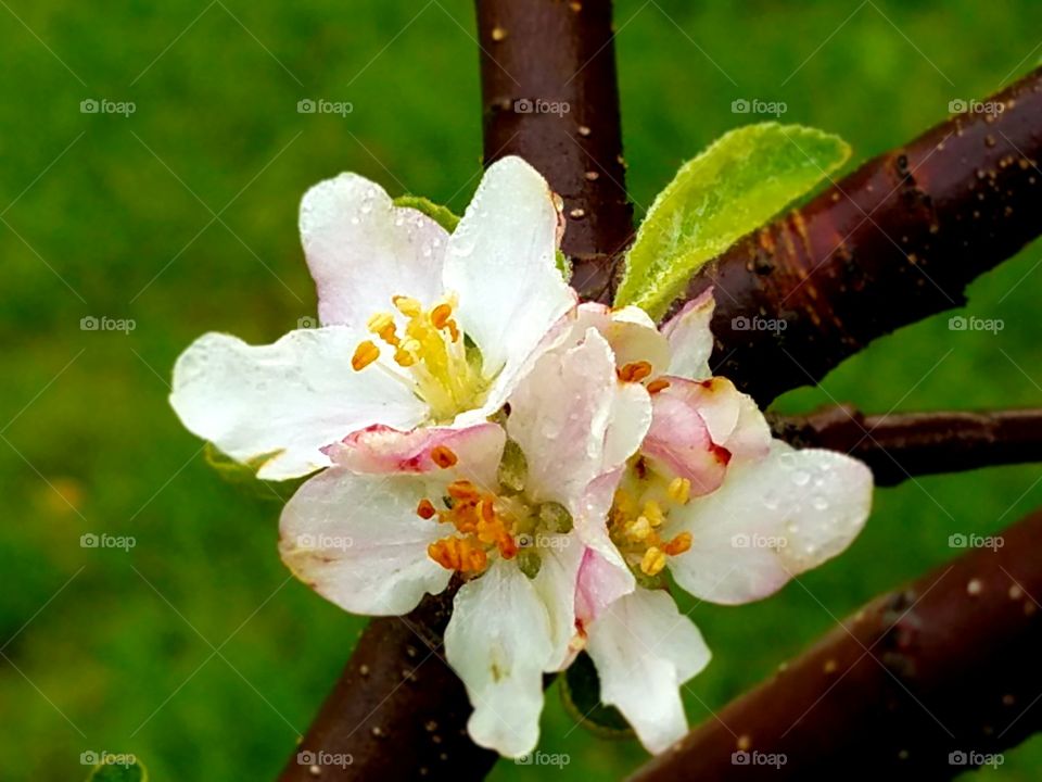 Flowers in our yard with the morning dew