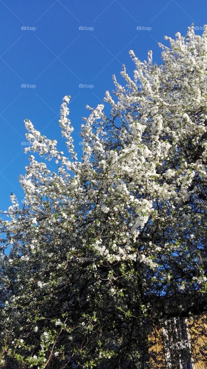 Plum tree, plum blossom