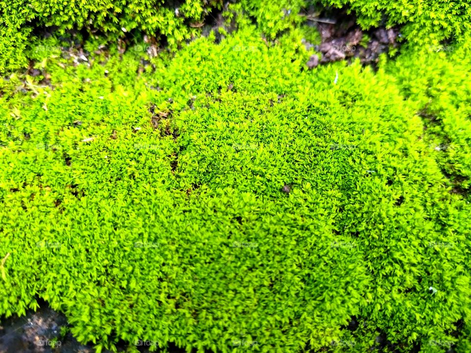 Grass on the concrete floor
