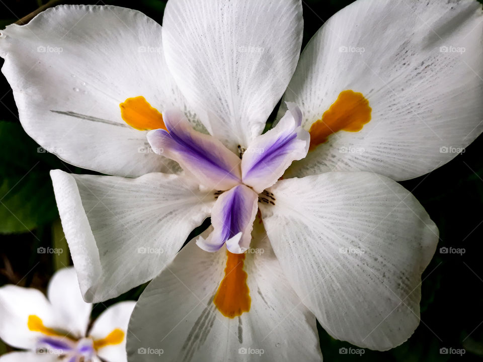 Nature's own symmetrical formation.