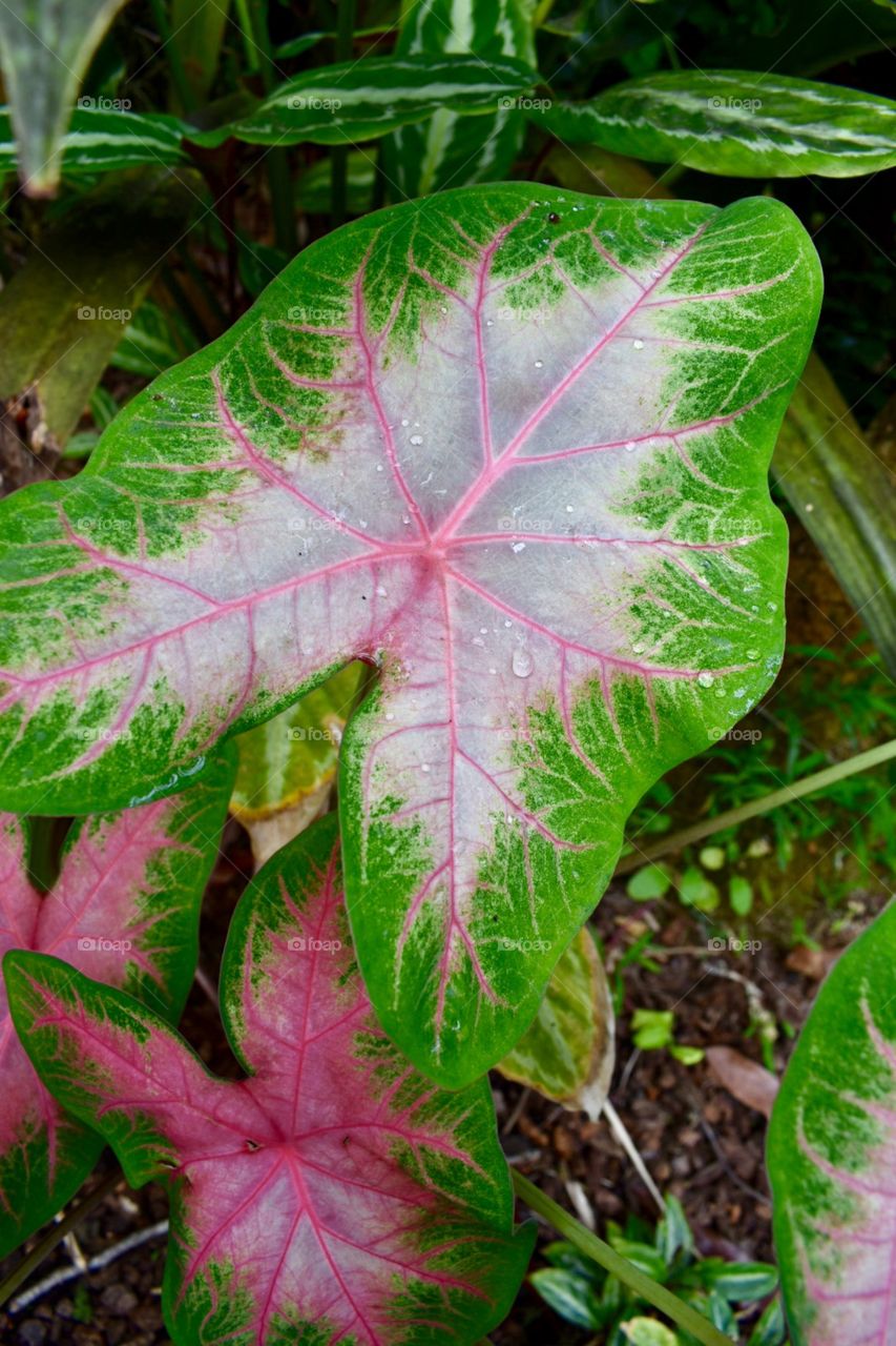 Beautiful leaves