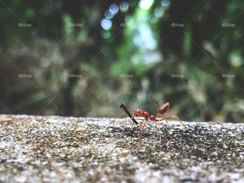 Red Ant