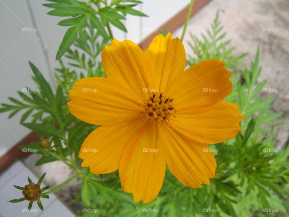 bright yellow petals