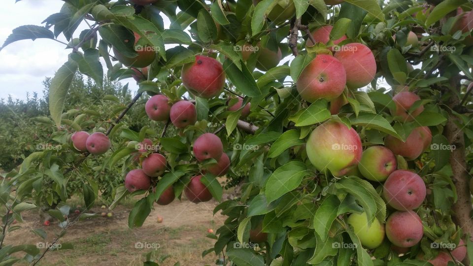 Delicious apples