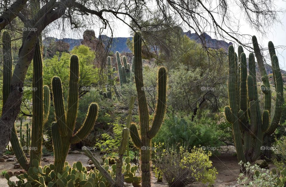 The Sonoran desert bursts with life such as saguaro cactus, mesquite trees, chollas and many more