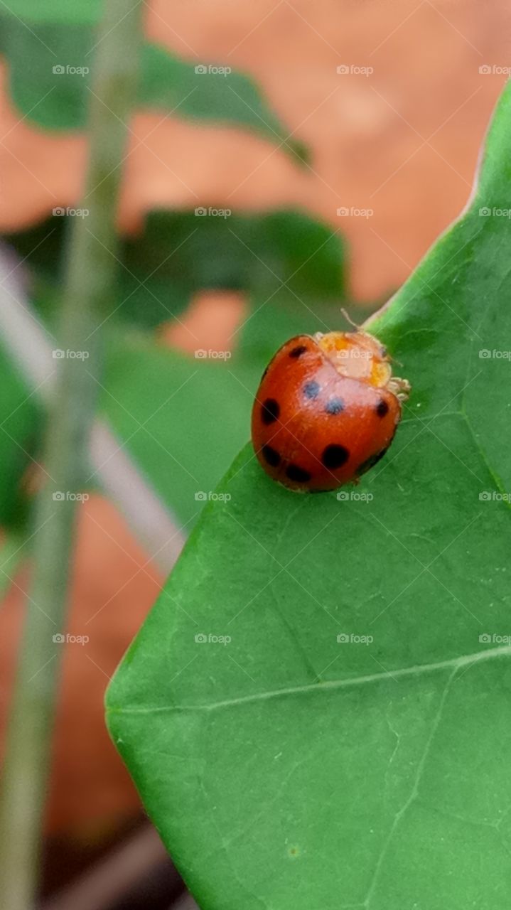 Elevatedview of Ladybirds