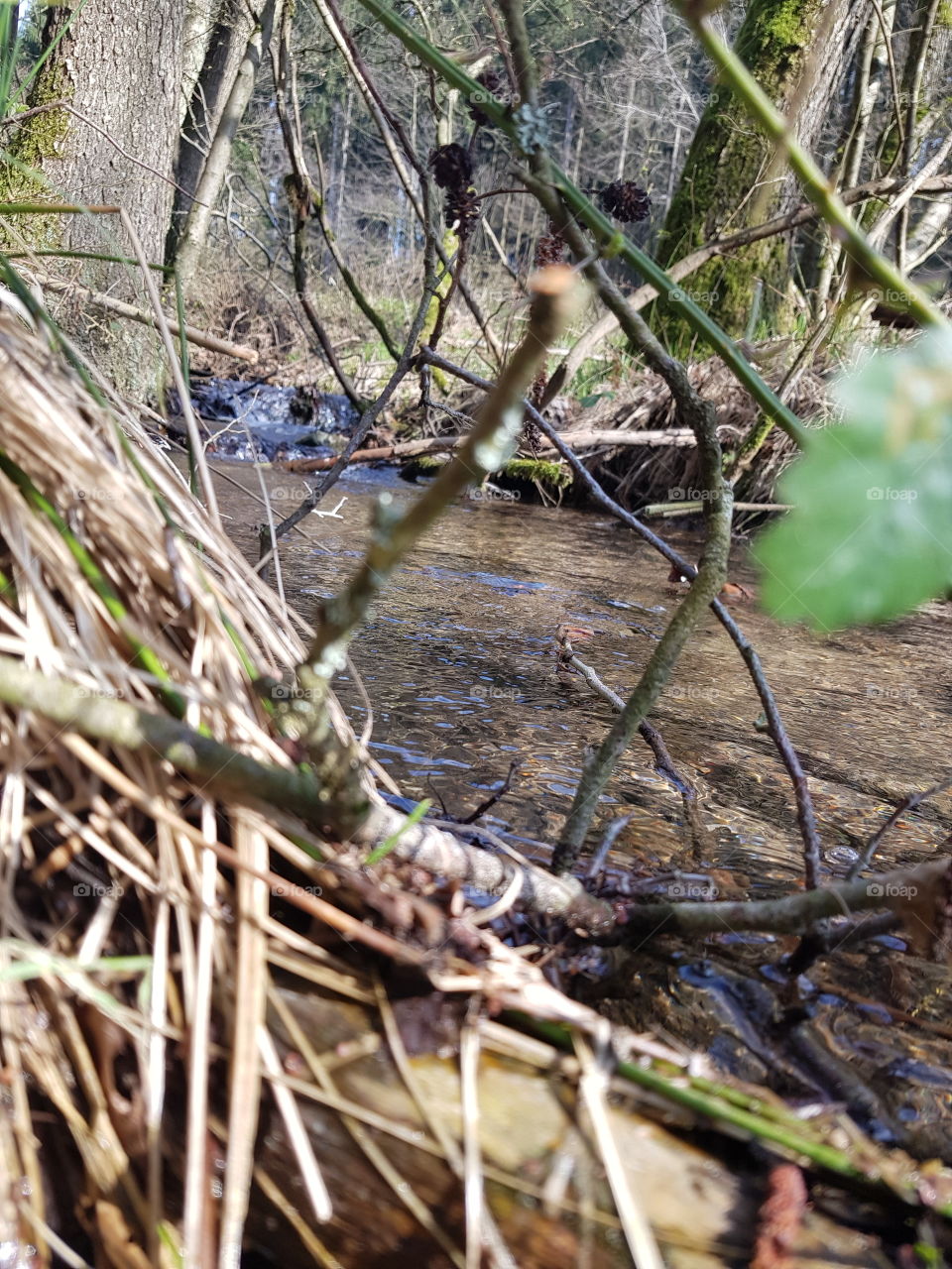 little river in the forest