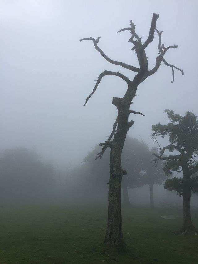 Gnarled Tree in the Mist