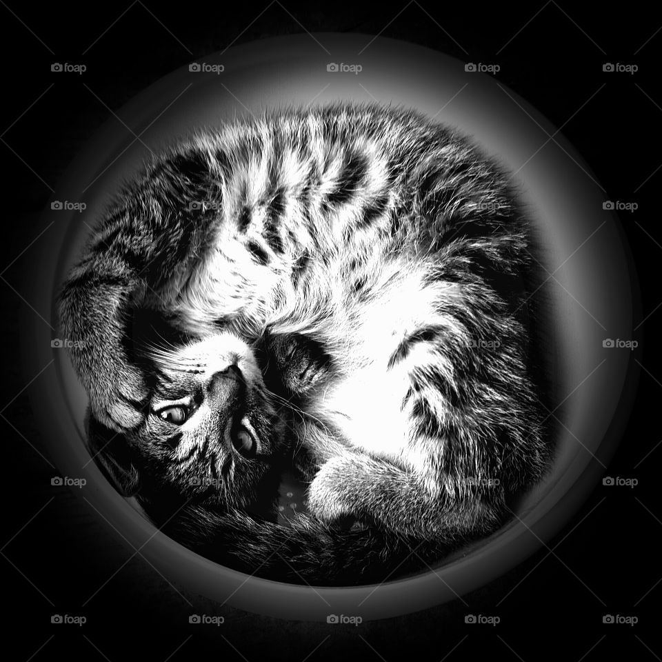 B&W cat in bowl