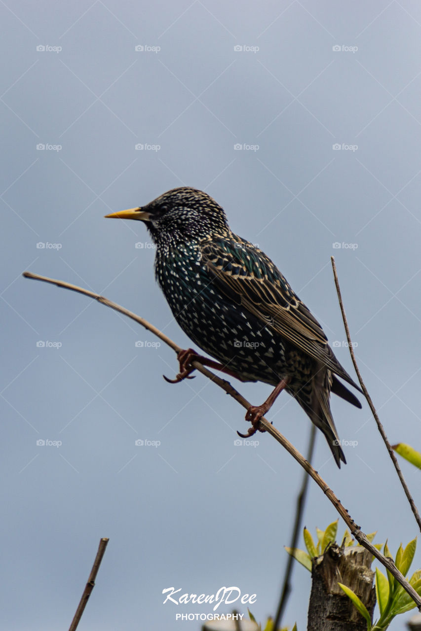 starling