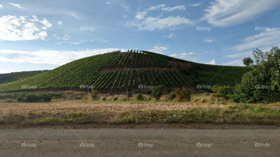 vineyard in Norheim (Germany)