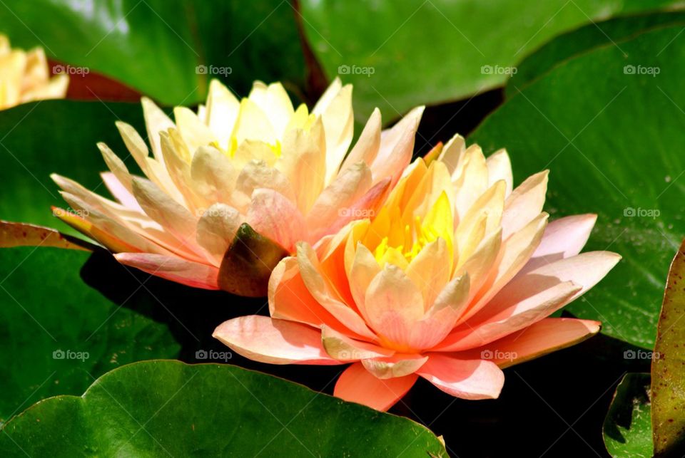 Close-up of lotus flower