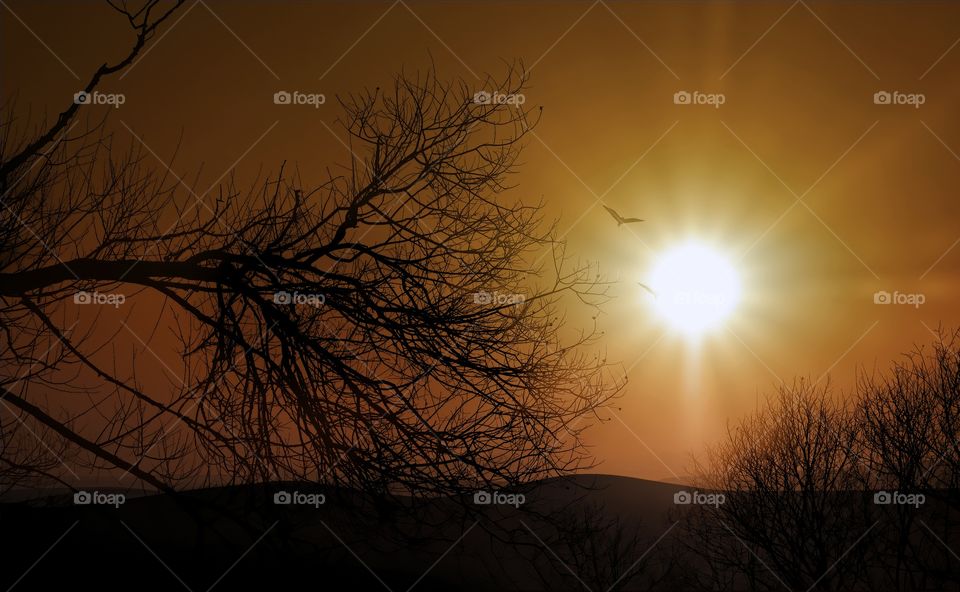 Trees and birds in sunset