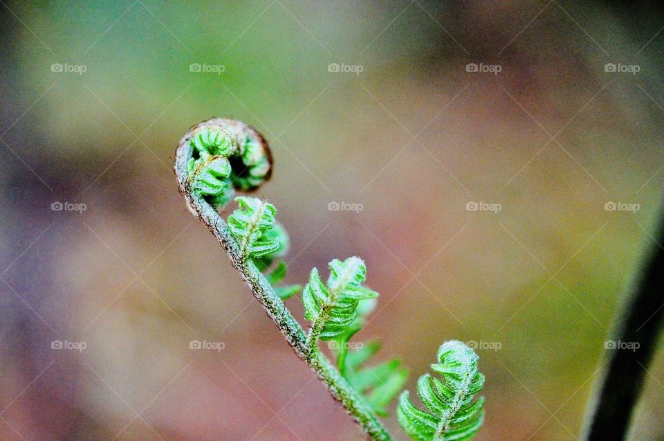Young ferns twist 