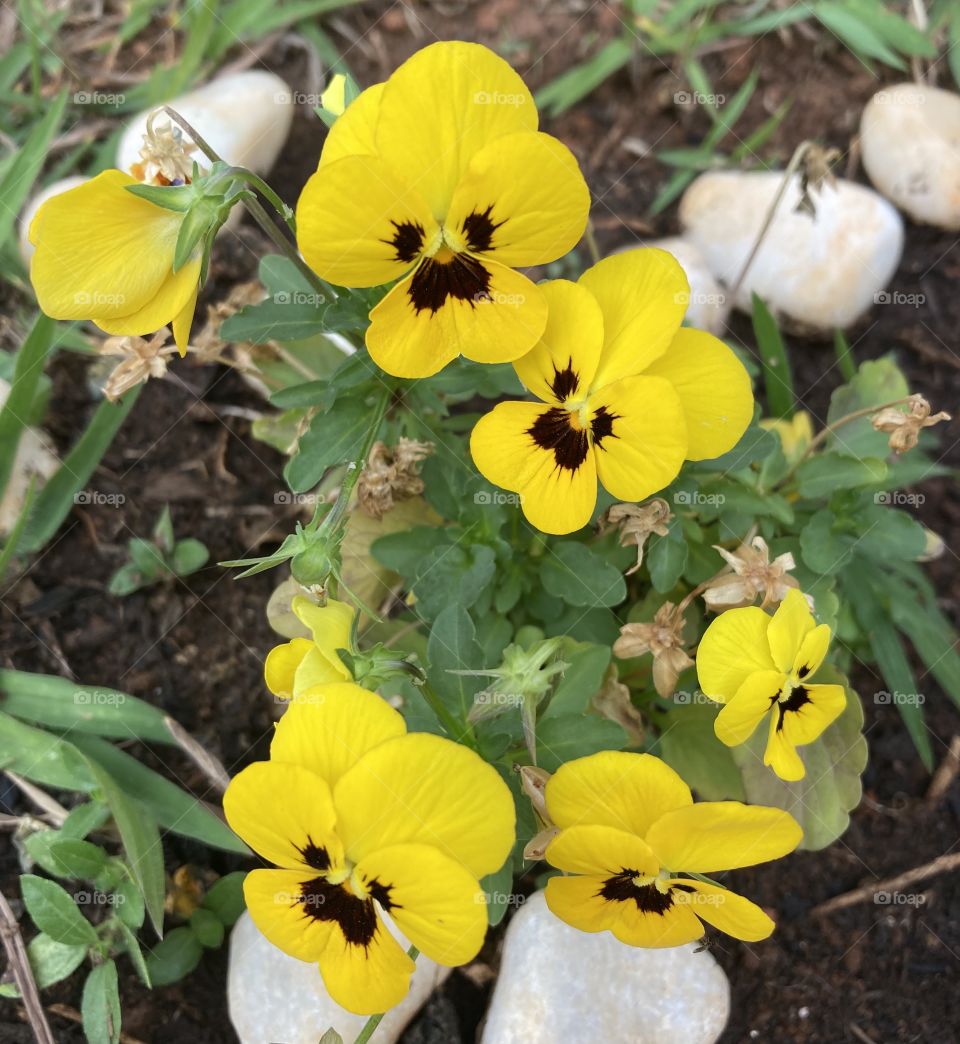 🌹 🇺🇸 Very beautiful flowers to brighten our day.  Live nature and its beauty. Did you like the delicate petals? / 🇧🇷 Flores muito bonitas para alegrar nosso dia. Viva a natureza e sua beleza. Gostaram das pétalas delicadas? 