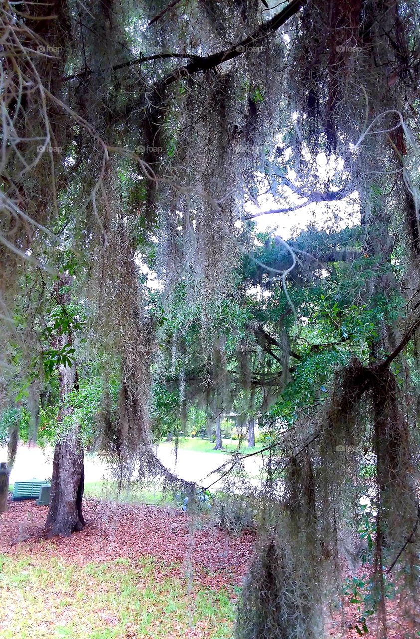 Spanish Moss heavy from rain hanging low to the ground