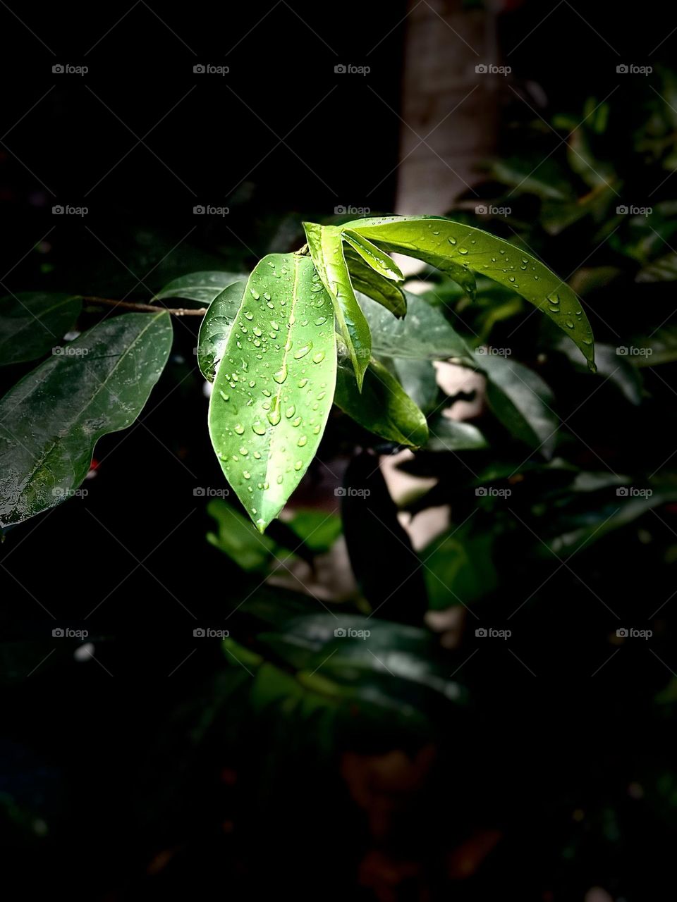 Colored green leaves with raindrops after a calm rain in a tropical forest with background blurred.