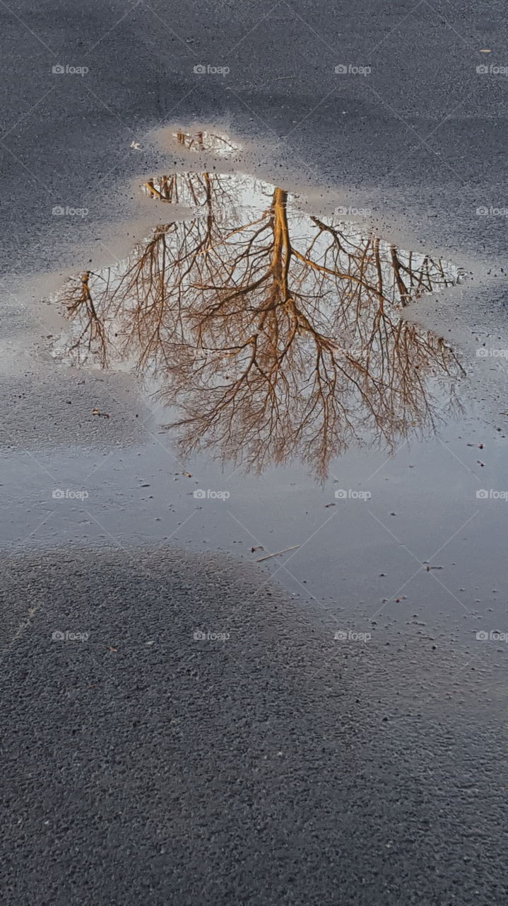 tree in a puddle