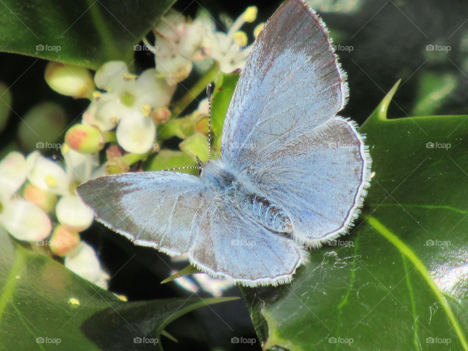 Holly blue butterfly🦋