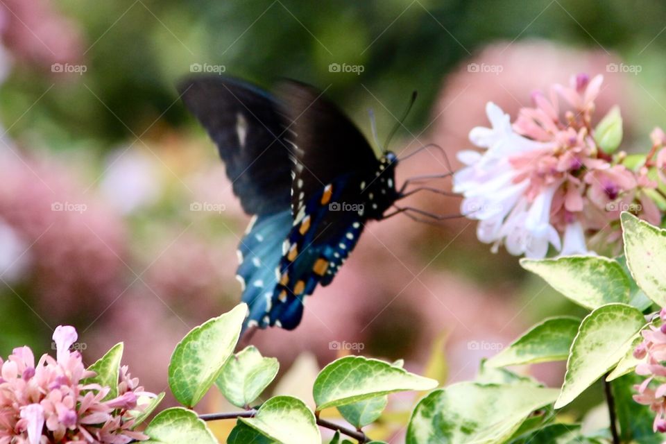 Orange Blue Butterfly 