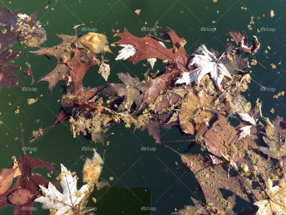 Leaves in a pond