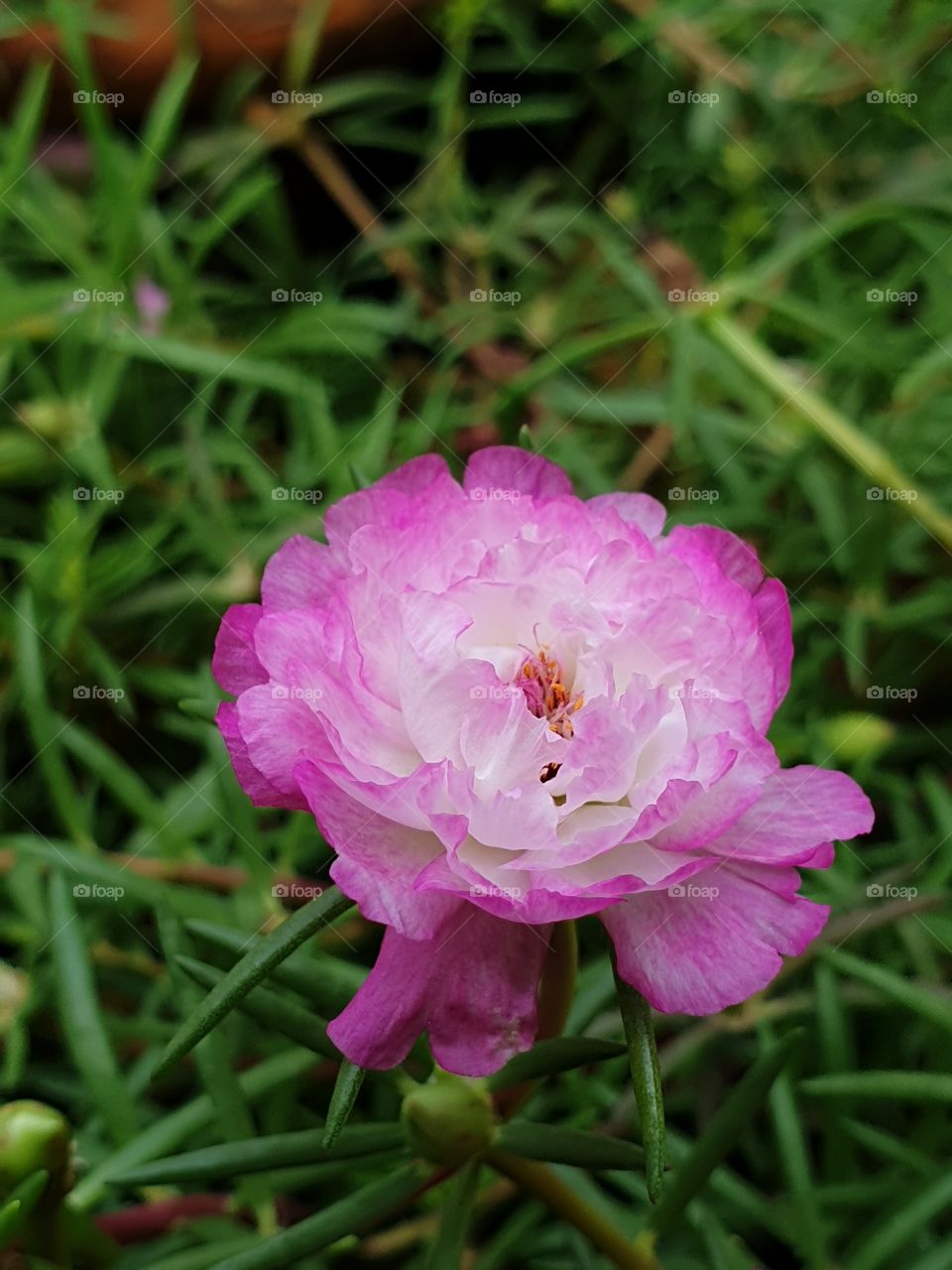 the portulaca grandiflora