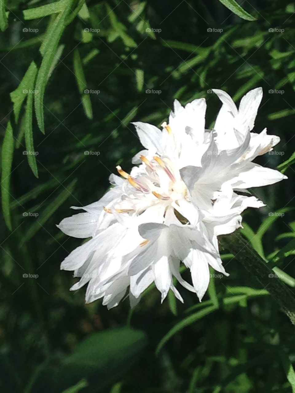 Beautiful white flower