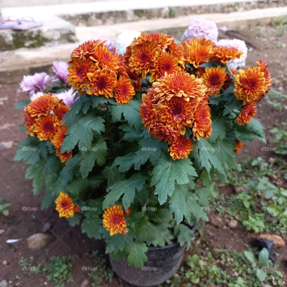 chrysanthemum is a type of flowering plant that is often grown as an ornamental plant