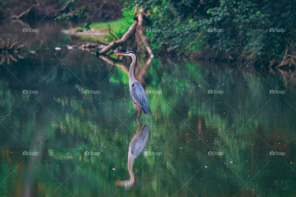Great blue heron