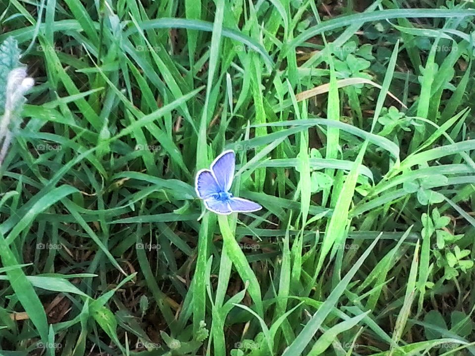 Blue butterfly