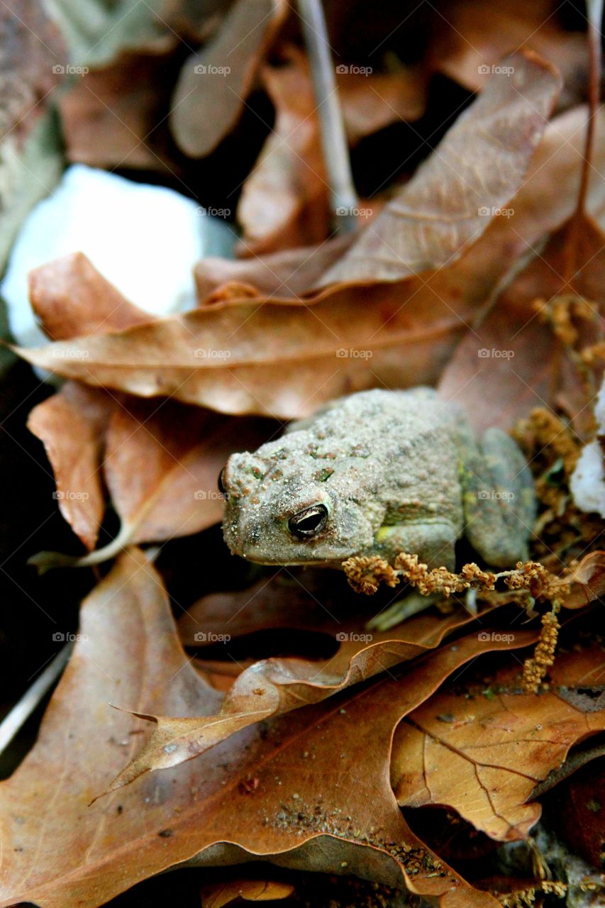 frog hidden in thw leaves