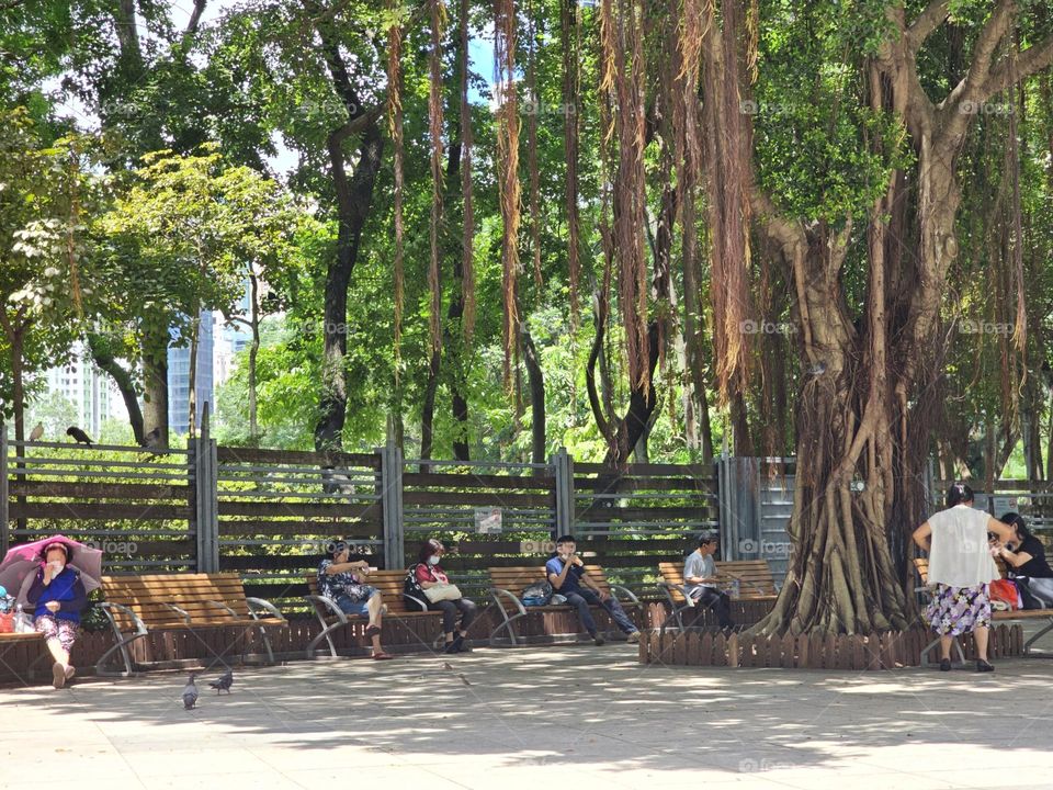 People relaxing under tree shade on a hot summer day