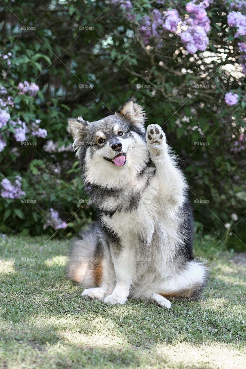 Portrait of a young Finnish Lapphund waving paw in front of spring flowers 