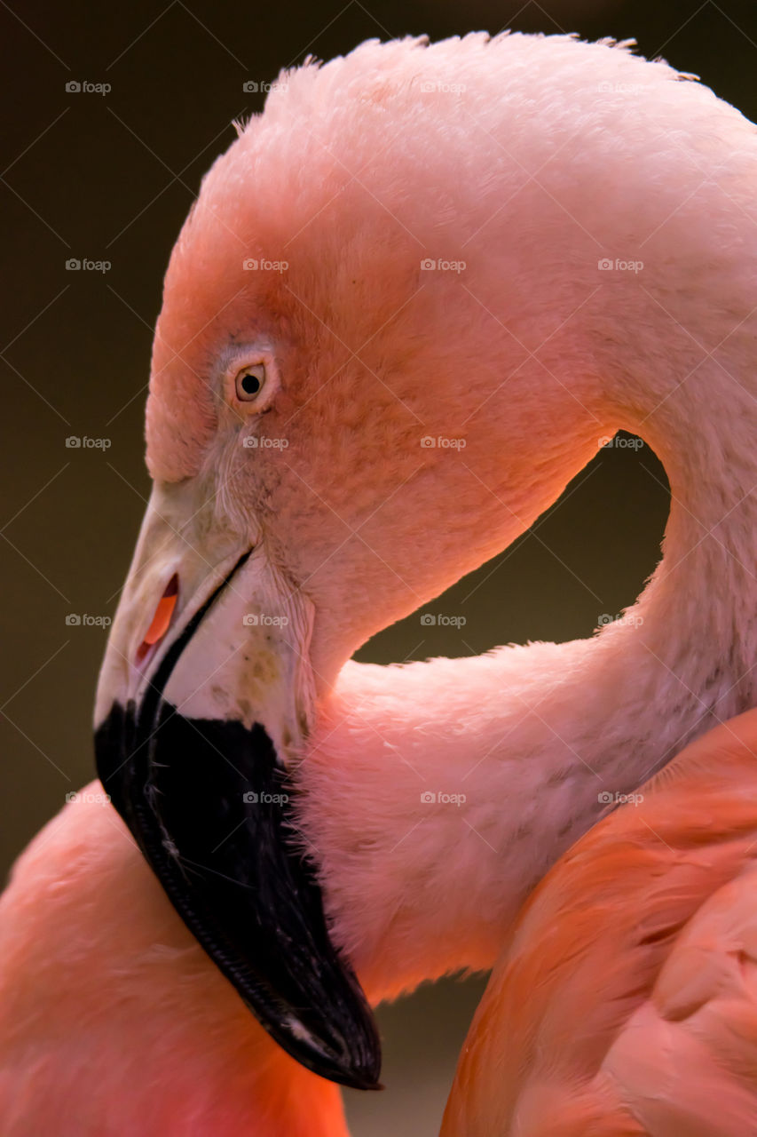 Close up of a pink Chilean flamingo.