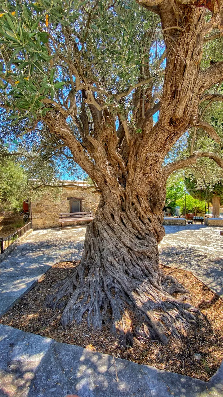 An old tree in a village in Cyprus.  It has seen so many generations of humans pass by. And it is still there. A witness to the ability of the creation to live a long life 