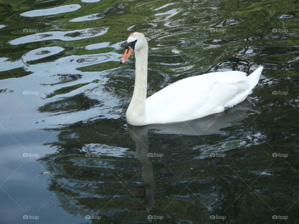 Swan Upon A Lake