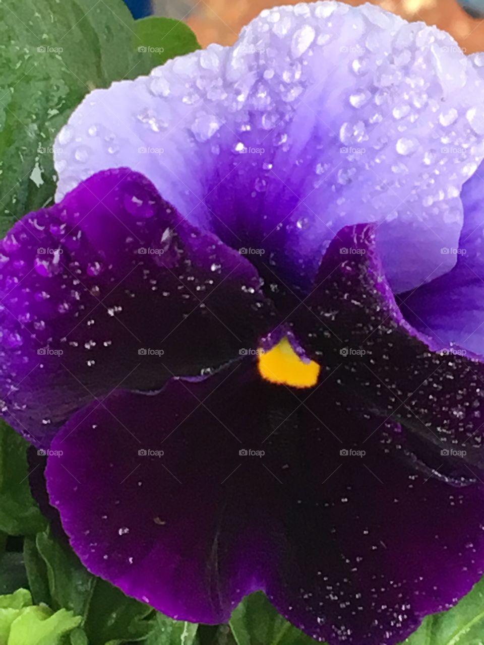 Royal purple pansy kissed with rain 