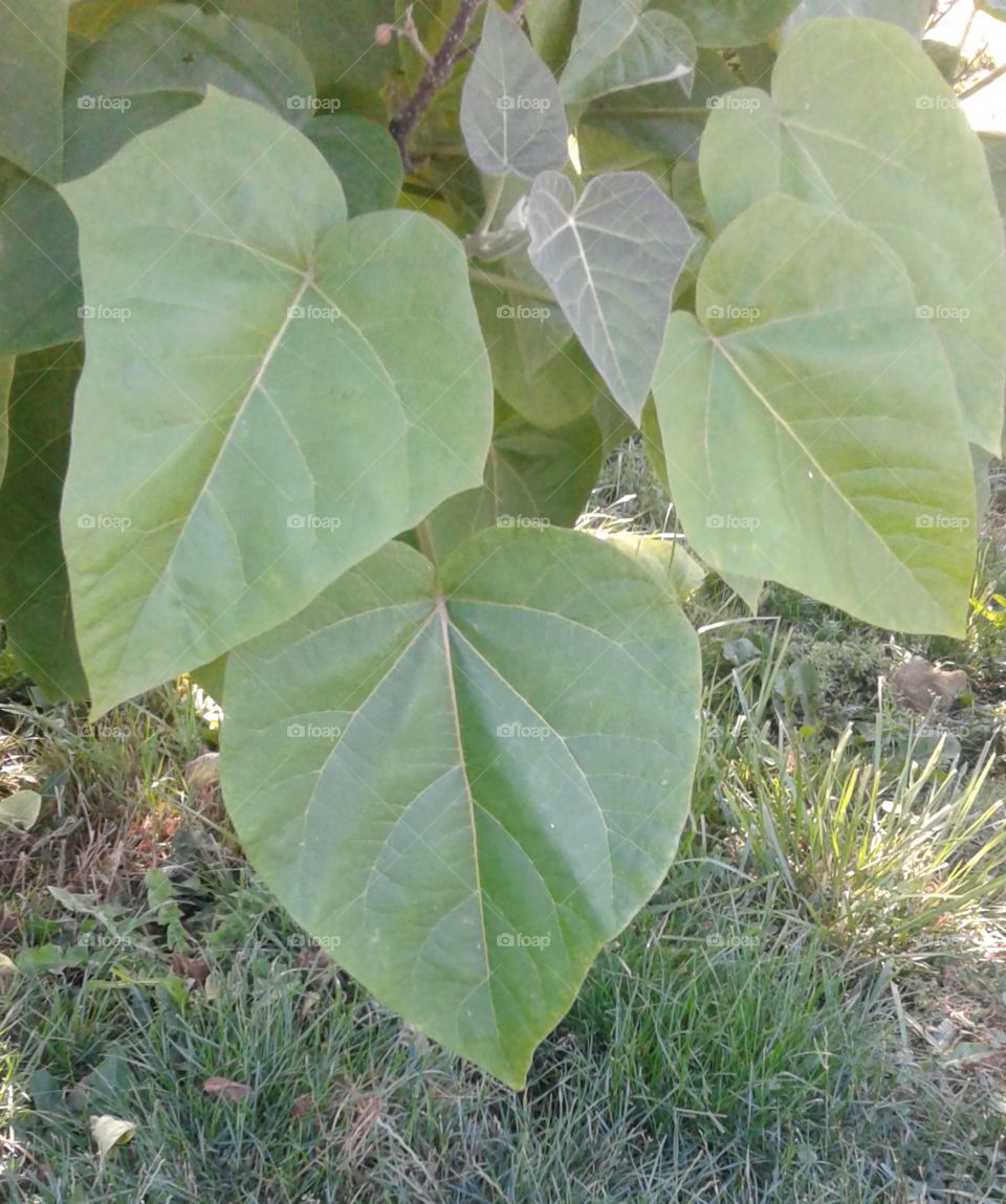 leaf