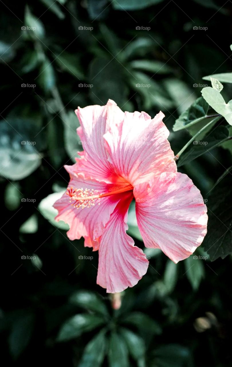 So beautiful flower nice colour and so pretty looks of flower l pink and dark pink colour looks so nice