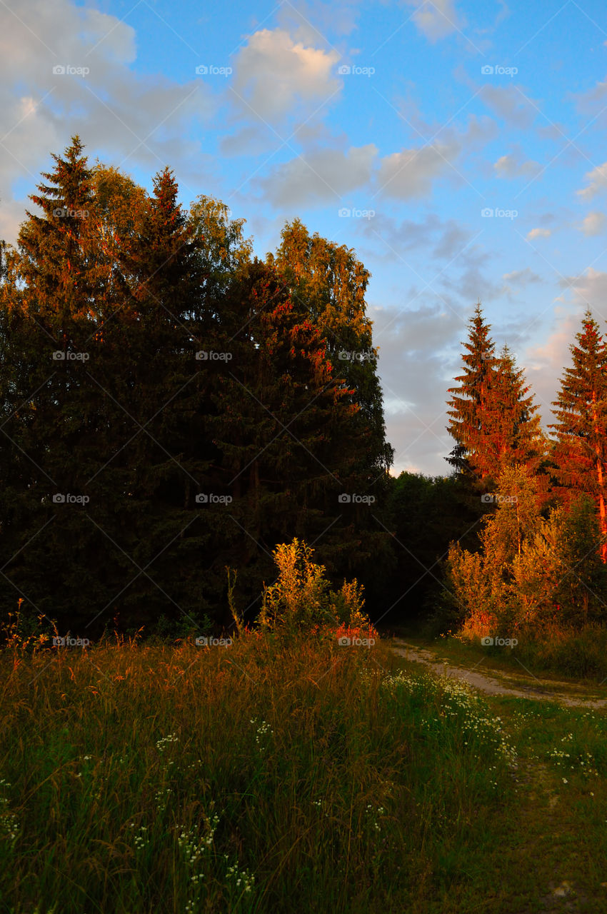 forest road at sunset