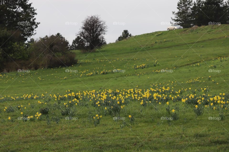 Field of daffodils 