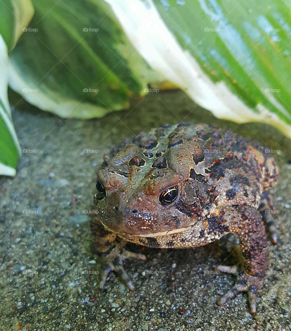 Toad under my Hosta Plant