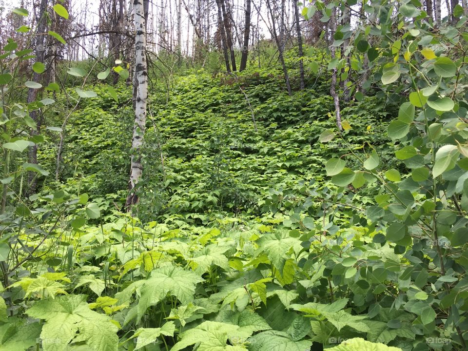 Wild Raspberry Plants. Wild raspberry plants growing in a mountain forest