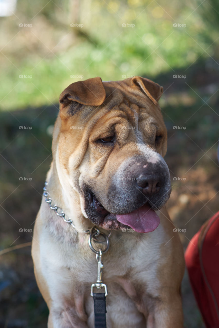 Close-up of a dog