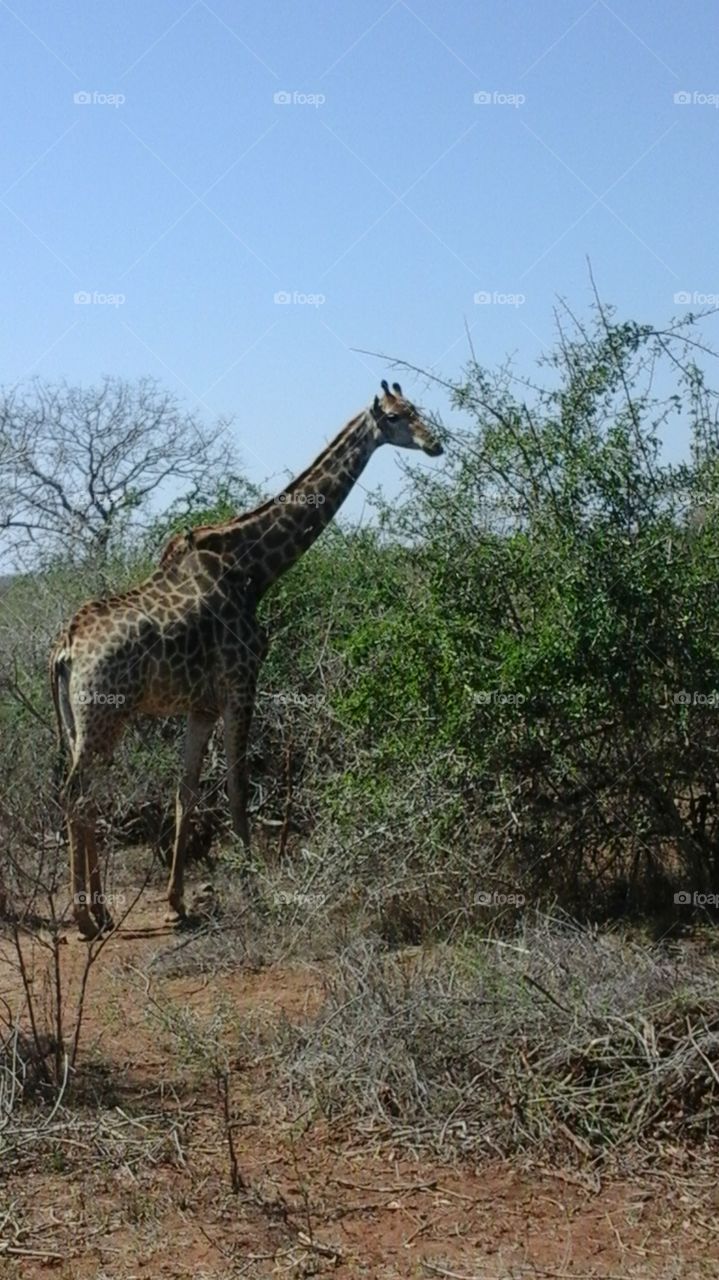 Giraffe Kruger Park SOUTH AFRICA