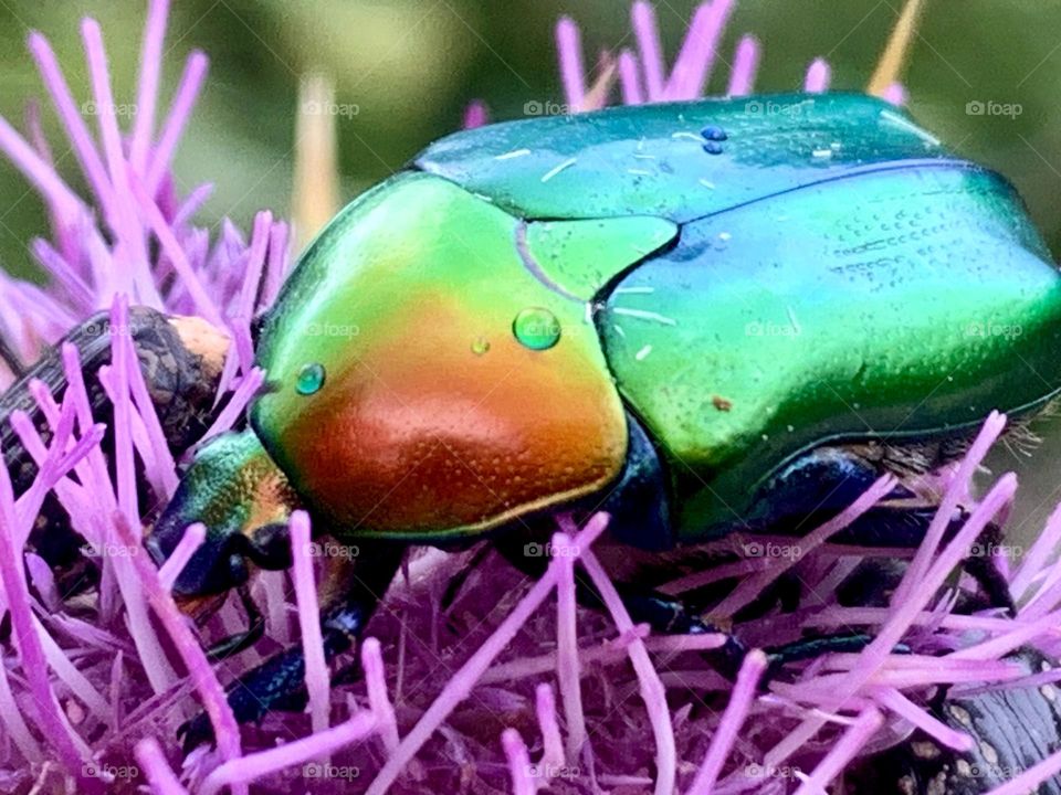 Colourful metal beetle 