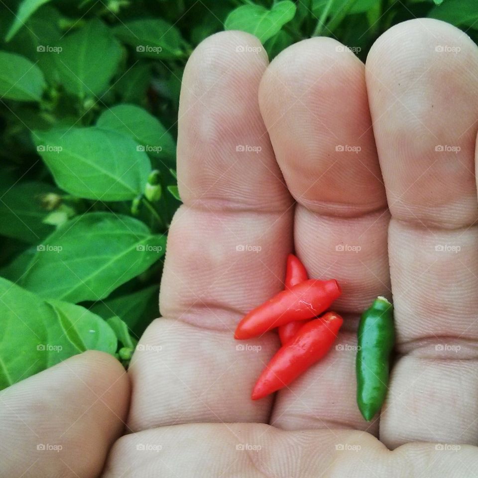 organic pepper