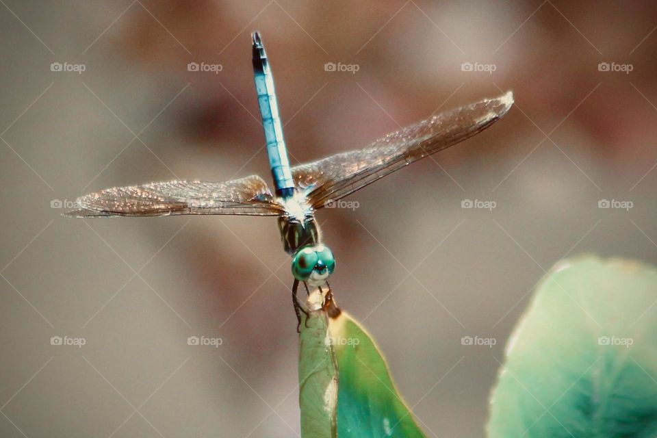 Dragonfly 